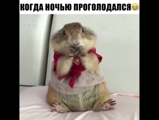 Хомячит