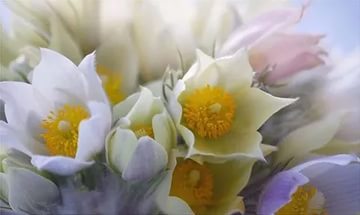 https://pp.userapi.com/c637923/v637923973/32ee2/_BBjN-scnlc.jpg