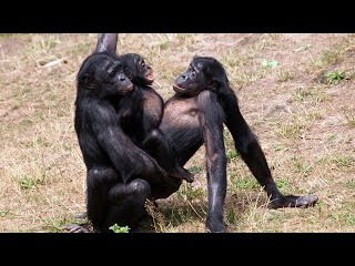 Секс у животных.Дикий секс. Извращенцы. Документальный фильм National Geographic