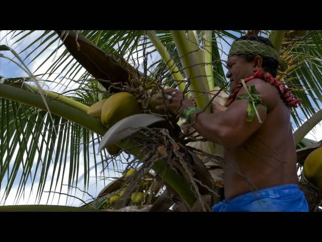 How To Climb a Coconut Tree