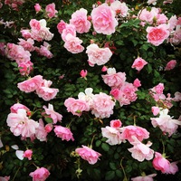 Настя Лопаревич