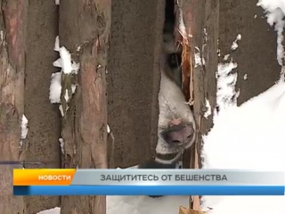 Защититесь от бешенства. Рыбинск