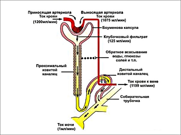 Мочеобразование 