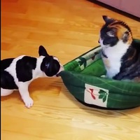 Дима Коробов | 