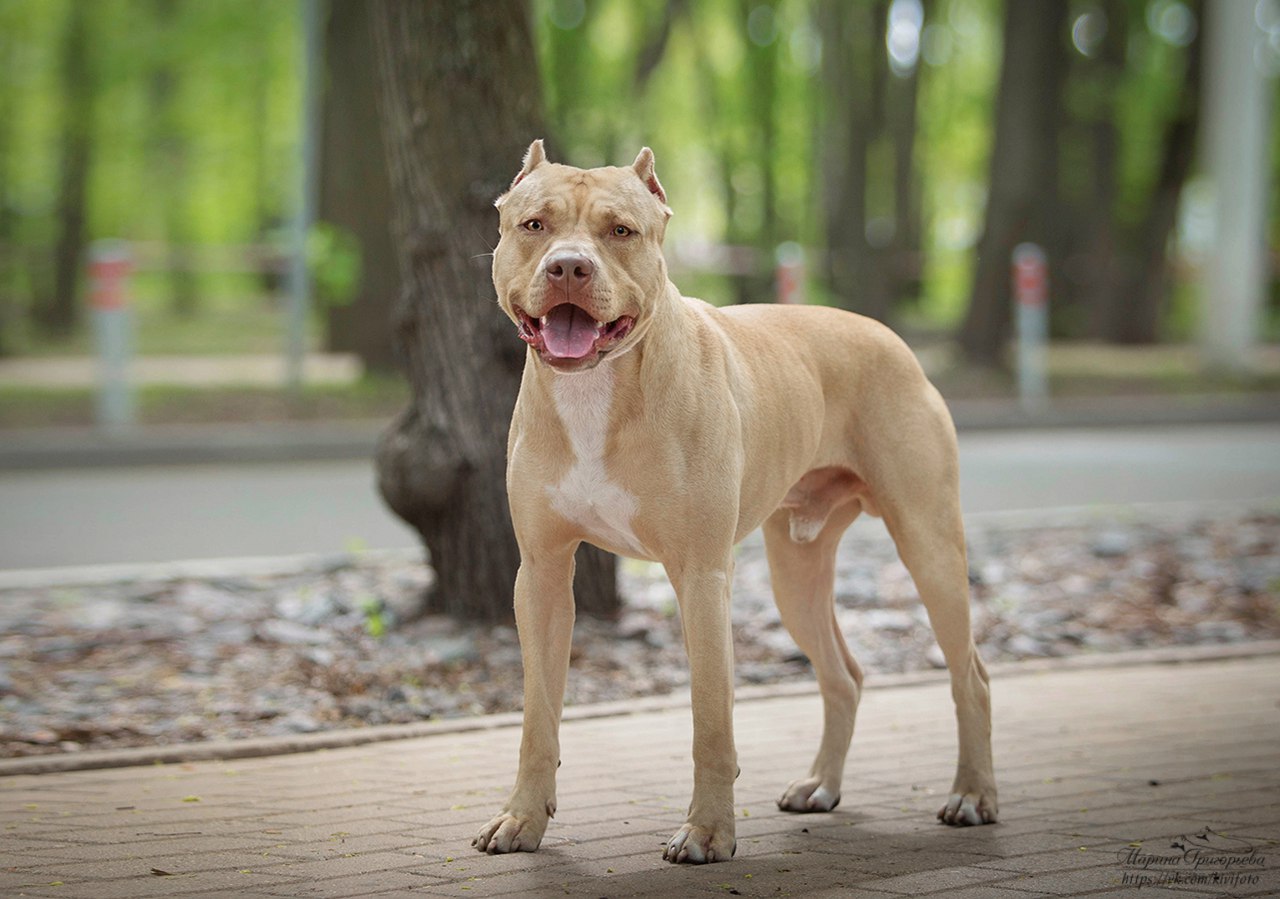 Photo of the dog