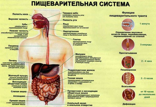 Характеристика пищеварительной системы детей 