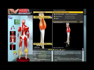 Биомеханика мышц голени_ Анатомия и 3D анализ упражнений