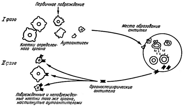 Механизмы активной сенсибилизации: 
