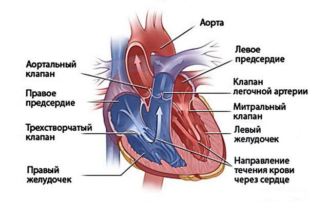 Пороки сердца и беременность Пороки сердца и беременность