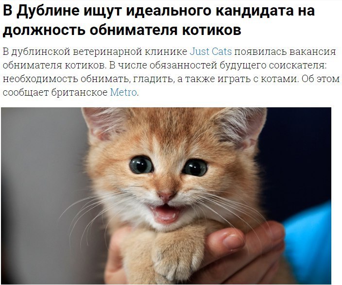 Кошки в нашей жизни. Кошки и все, что с ними связано.