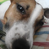 Юляська Мазаляко