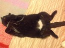 Безкота_добро