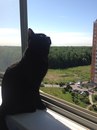 Объявление от Майя - фото №1