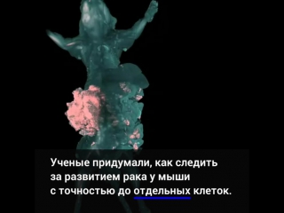 РАКОВЫЕ КЛЕТКИ ЗАСВЕТИЛИСЬ В ПРОЗРАЧНЫХ МЫШАХ