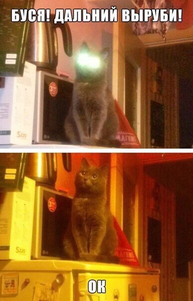 Ох уж эти кошки 