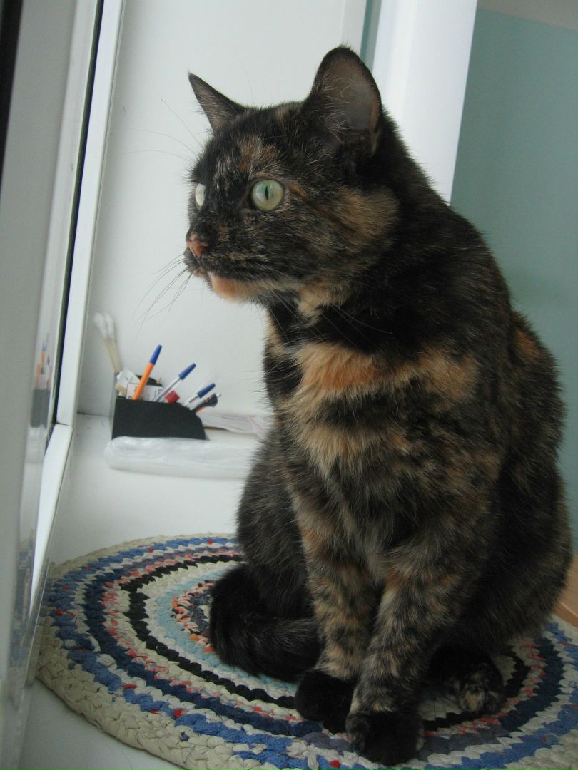 Кошки в нашей жизни. Кошки и все, что с ними связано.