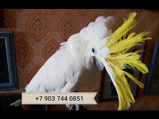 Продажа птенцов попугаев какаду - желтохохлый какаду из питомников Европы
