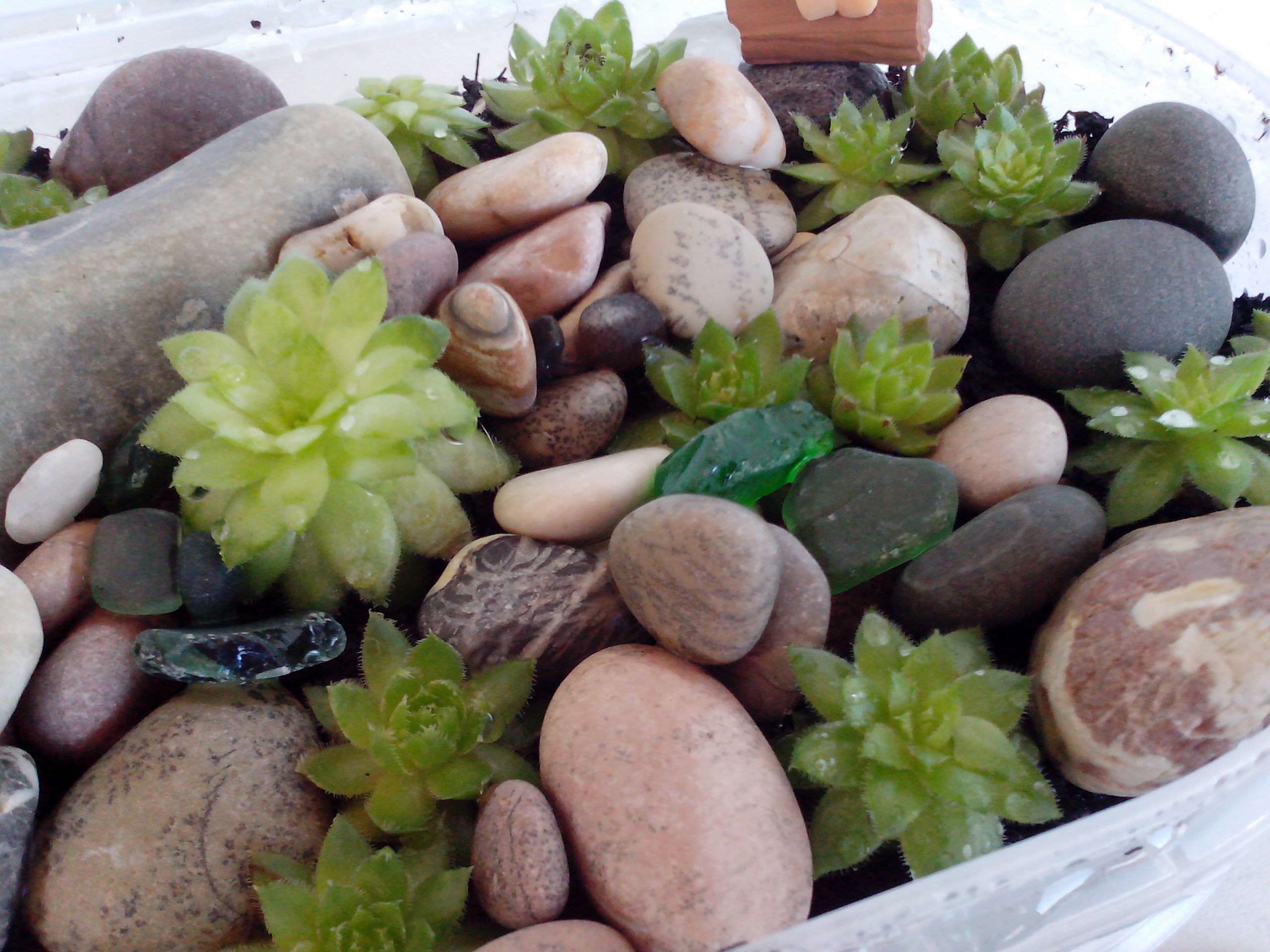 Альпийская горка на подоконнике своими руками