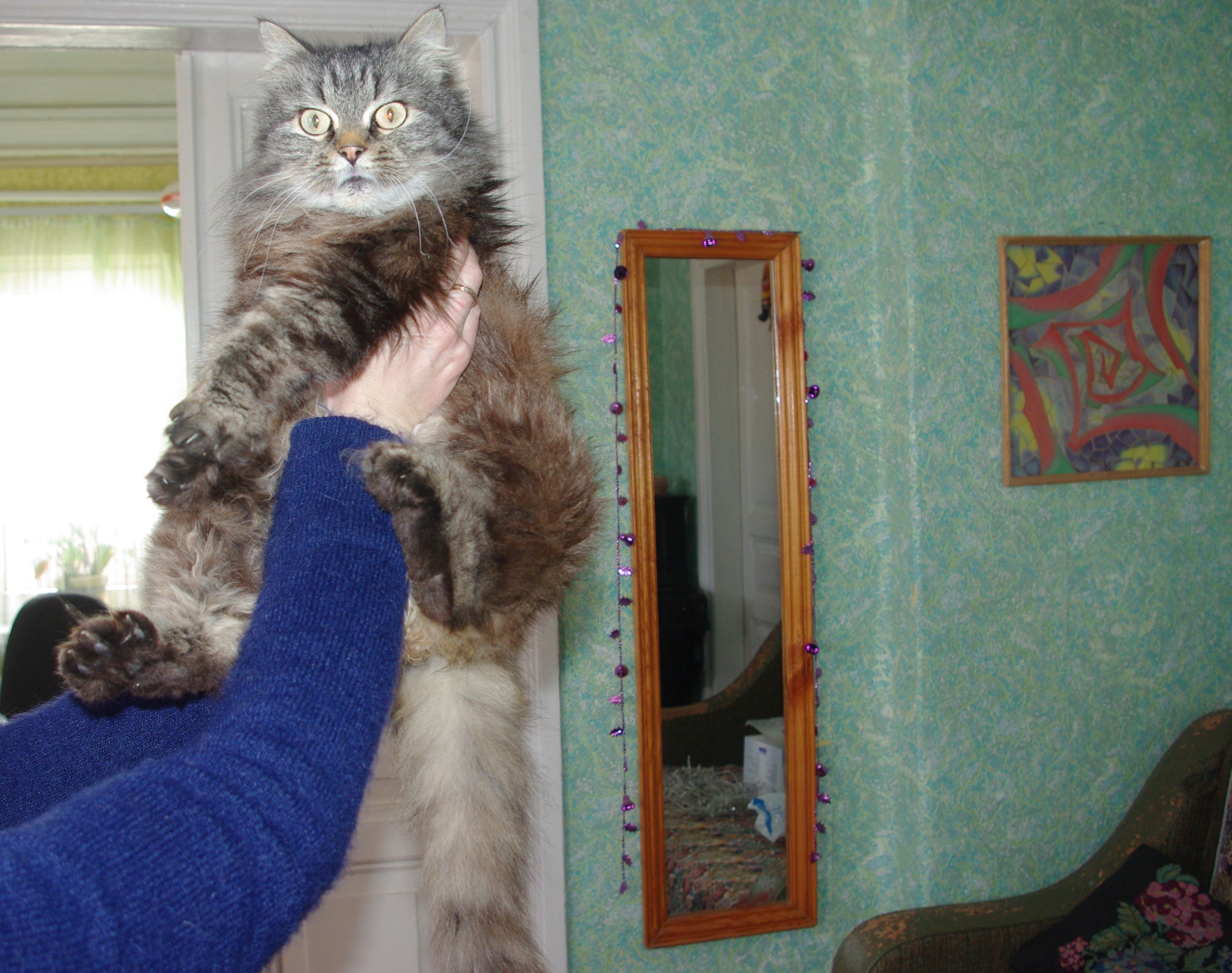 персидская кошка Джина