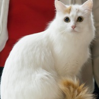 Анна Панфилова | 