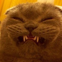 Дмитрий Шеловицкий