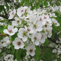 Серафима Саликаева