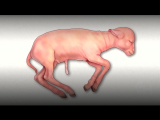 Искусственная матка для ягнят