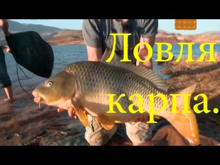 Ловля огромных карпов.