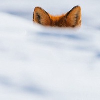 Мила Ёжина  Милая