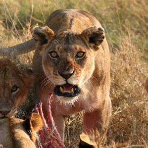 The Three Lions