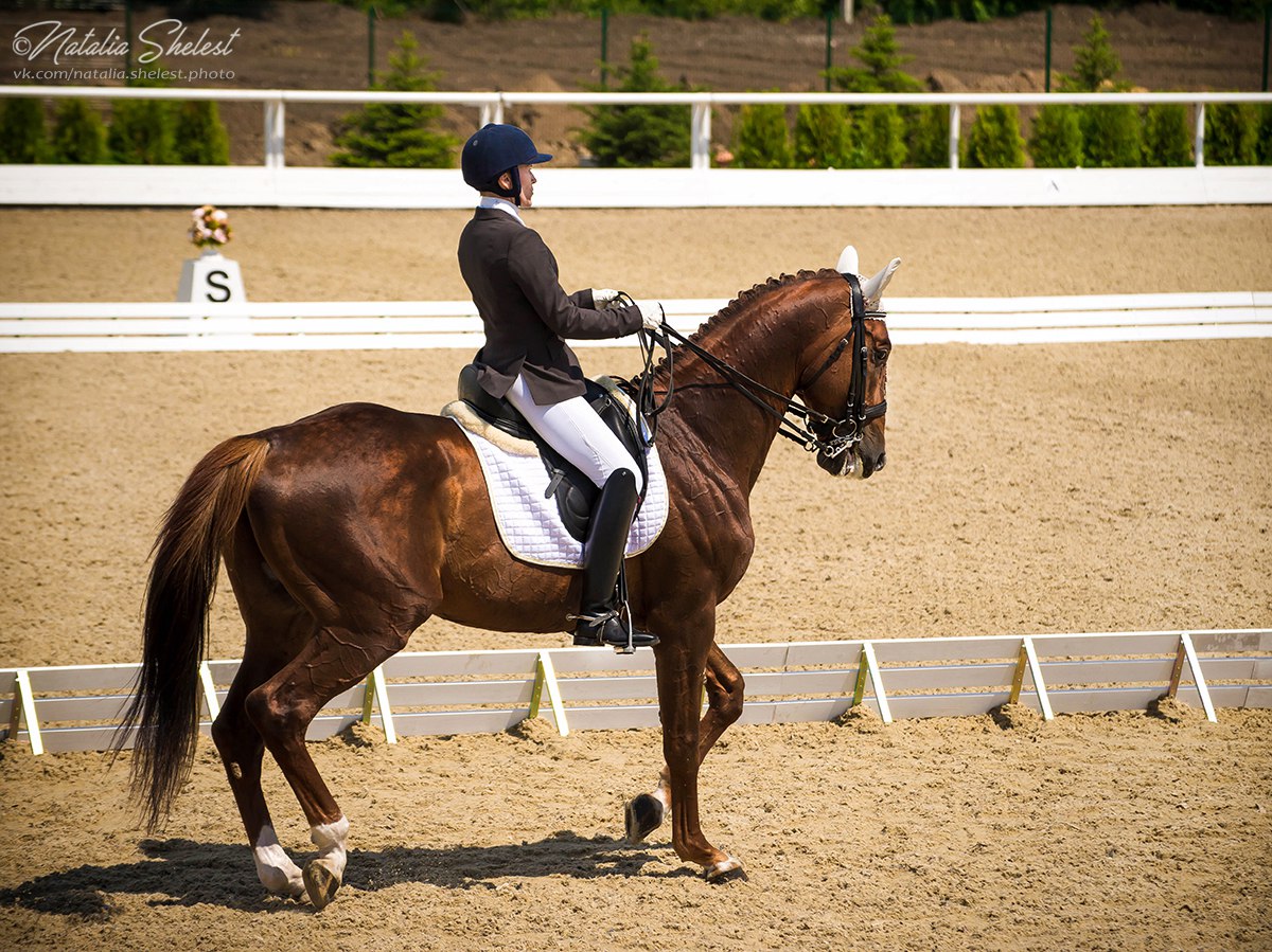 Голден хорс отзывы. Голден Хорс. Голден Хорс Таганрог. КСК Golden Horse. Голден Хорс Томск.