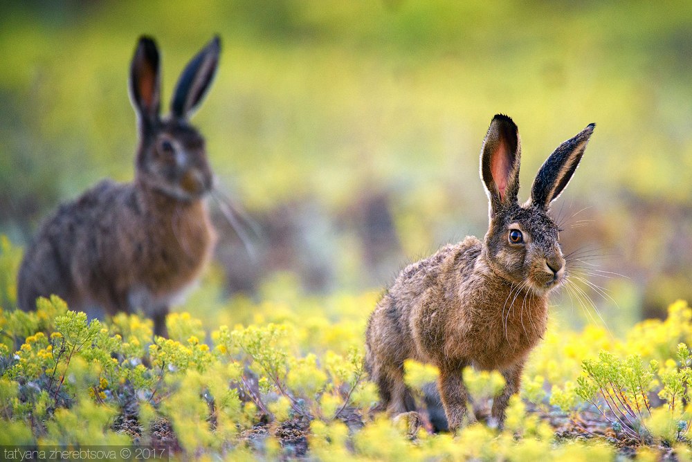 wildlife.crimea.ua