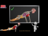 How to do a Proper Push Up_ Watch the muscles in 3D learn to avoid a common mi