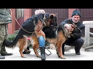 Ждём Щенков. Вязка Лады и Дагира. Mating dogs. Lada and Dagir. Одесса.