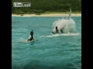 LiveLeak com Man eaten by shark