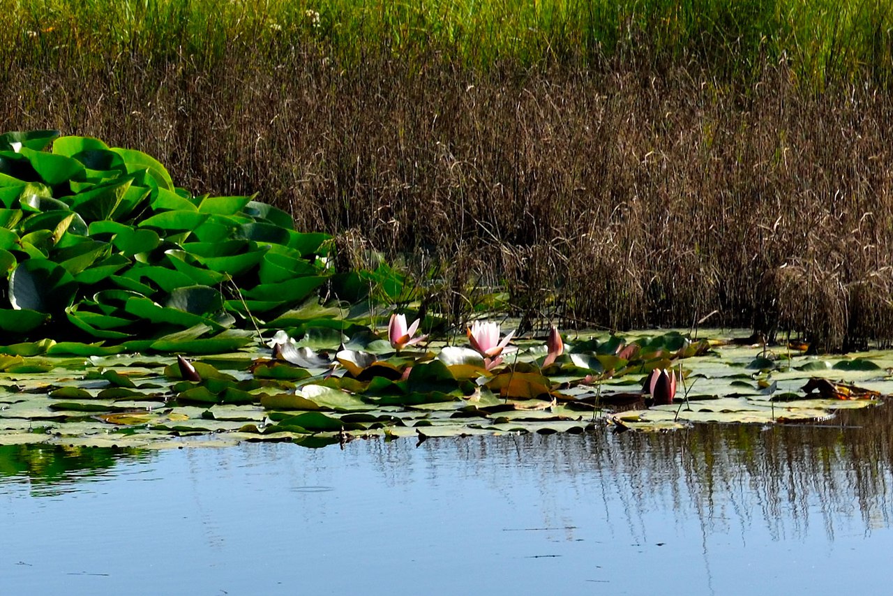 каждый кулик хвалит свое болото. А вы хвалите место, где живете ...