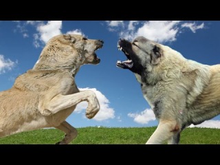 Kangal vs Caucasian Ovcharka Highlights