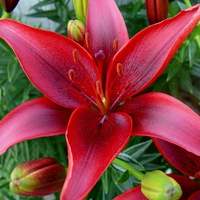 Садия Азизова