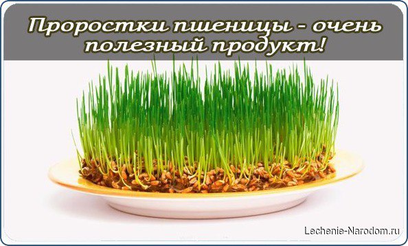 Проростки пшеницы — чрезвычайно полезный продукт! Проростки пшеницы — чрезвычайно полезный продукт!