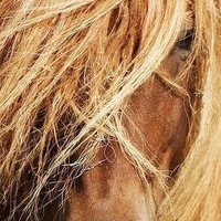 Тренер Тренер