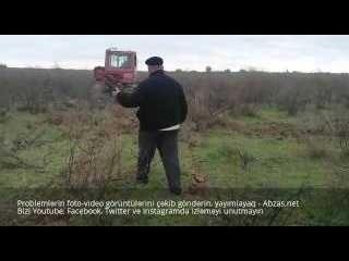 İmişlidə ağaclar kütləvi şəkildə qırılır - Baxın, paylaşın