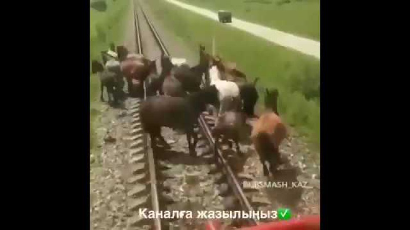 Жылқылар темір жолда қағылып қалды.