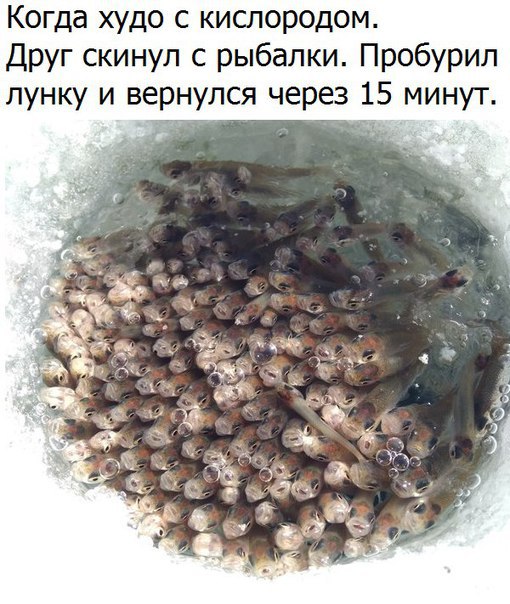 https://pp.userapi.com/c638516/v638516306/2bf92/KkVSUEaOh08.jpg