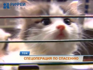 Спецоперация по спасению животных