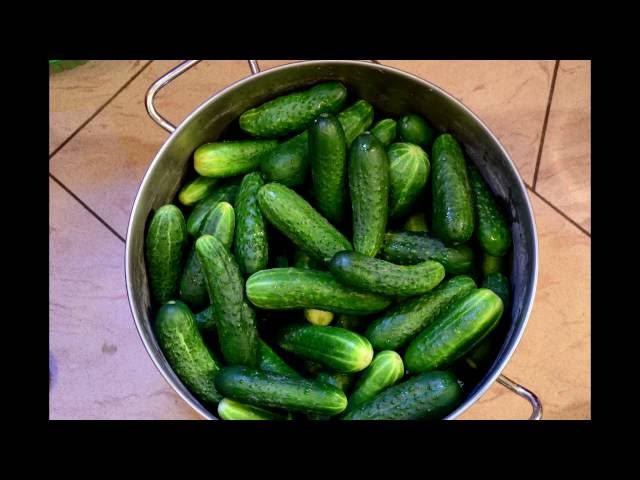 Самый простой рецепт засолки огурцов