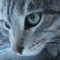 Татьяна Клочкова | Городец