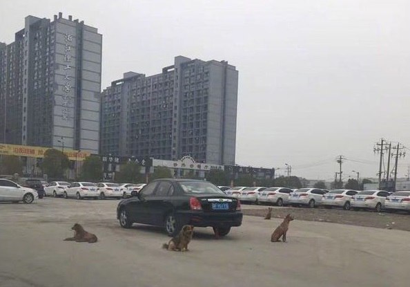 Охранная система 