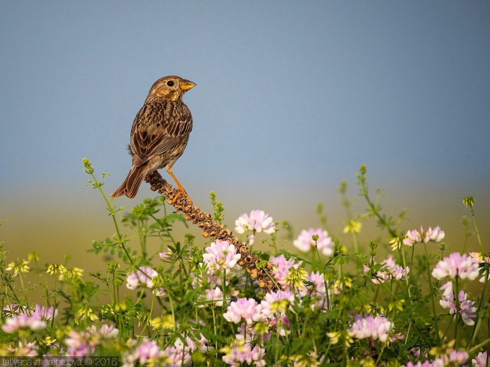 wildlife.crimea.ua