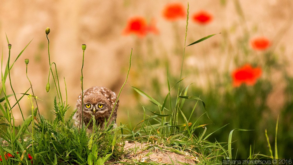 wildlife.crimea.ua