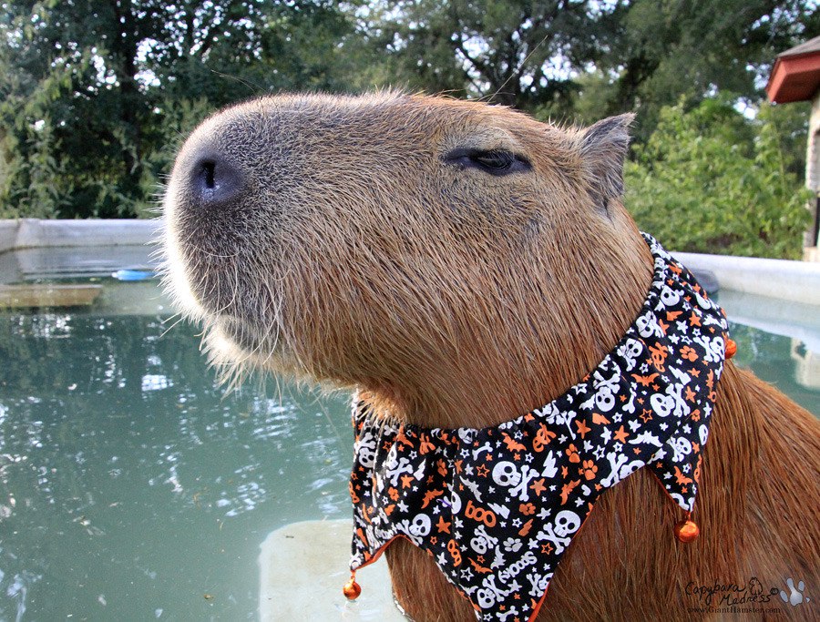 капибара джо джо. капибара браслет на руку. капибара браслет на руку.